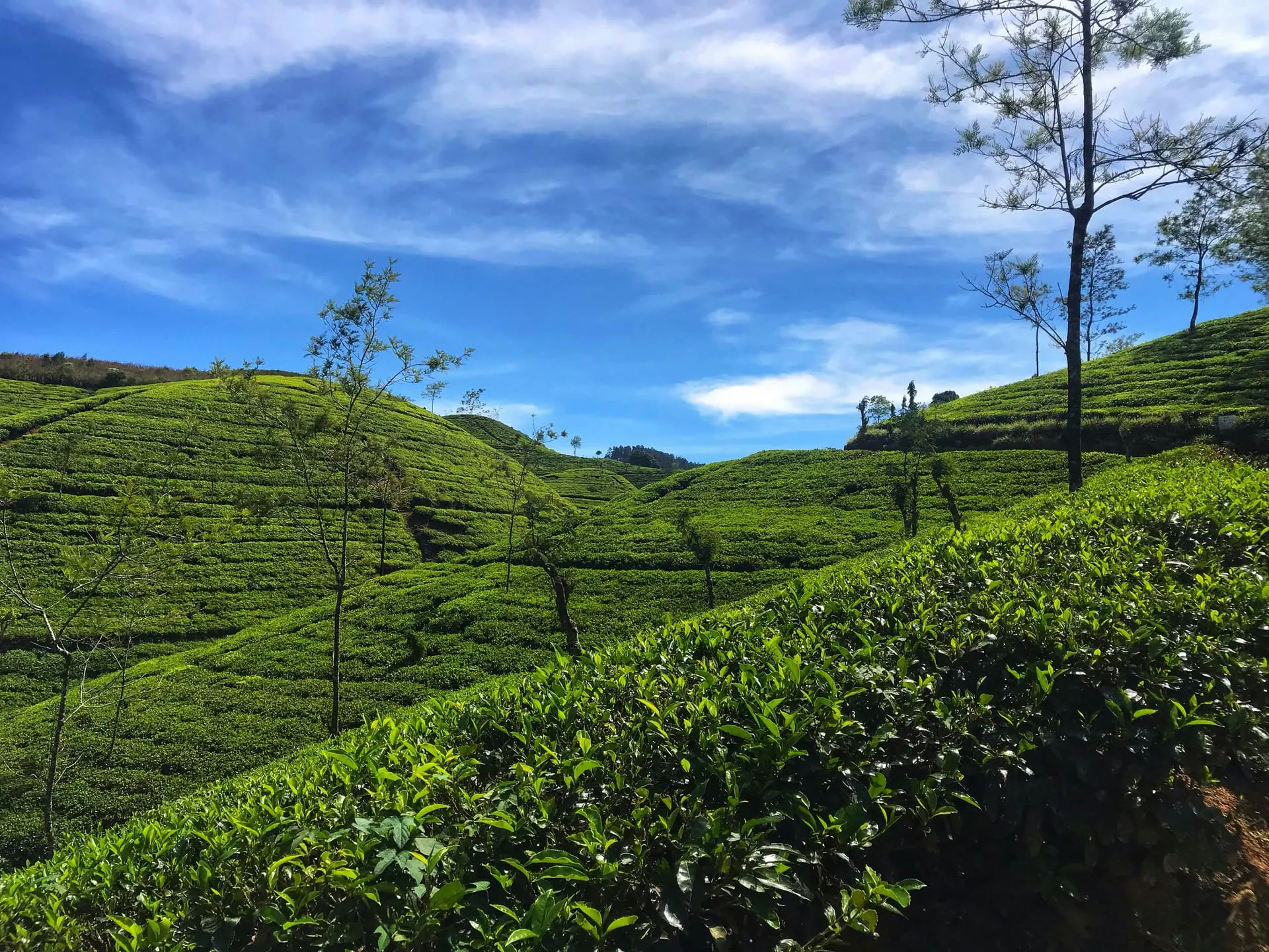 Nuwara Eliya Tea Country Day Escape